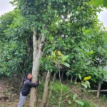 WhatsApp Image 2025-09-30 at 17.22.21 (1)