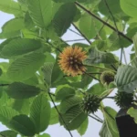 WhatsApp Image 2025-09-30 at 17.22.21 (2)