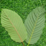 WhatsApp Image 2025-09-30 at 17.22.22